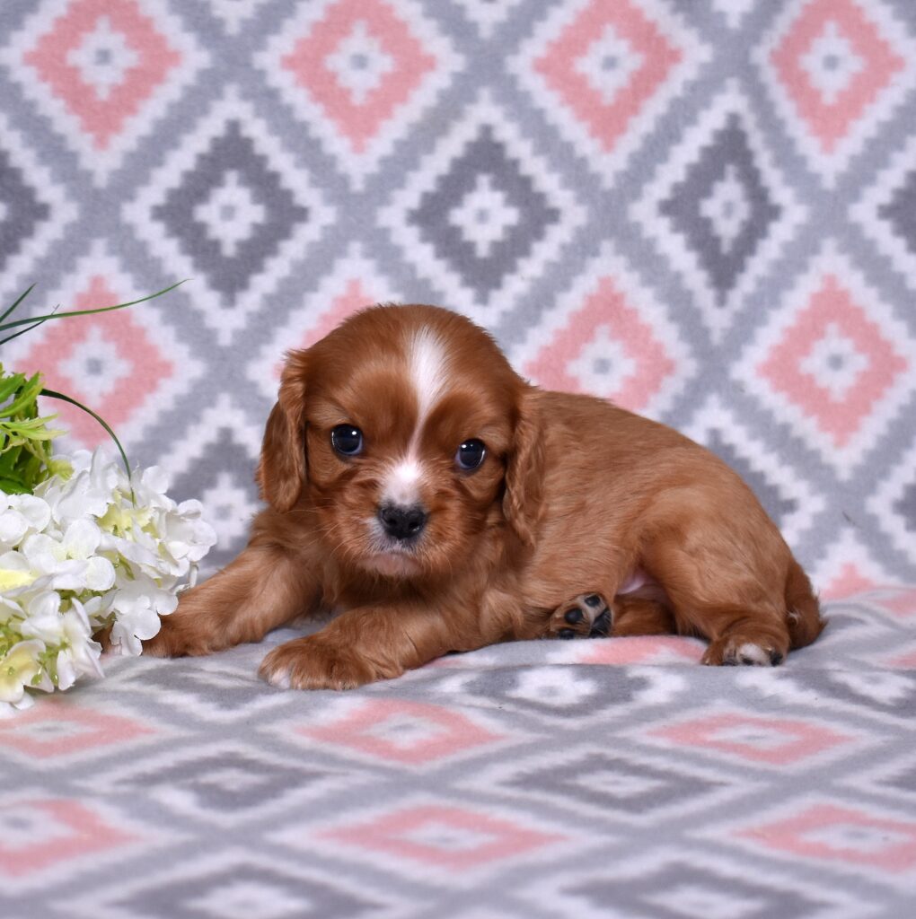 cavalier king charles spaniel puppies for sale