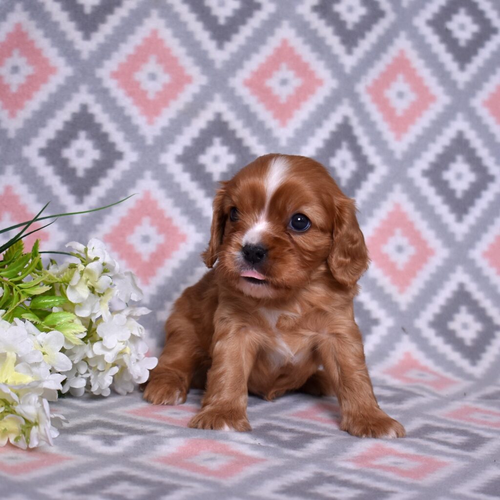 cavalier king charles spaniel puppies for sale near me