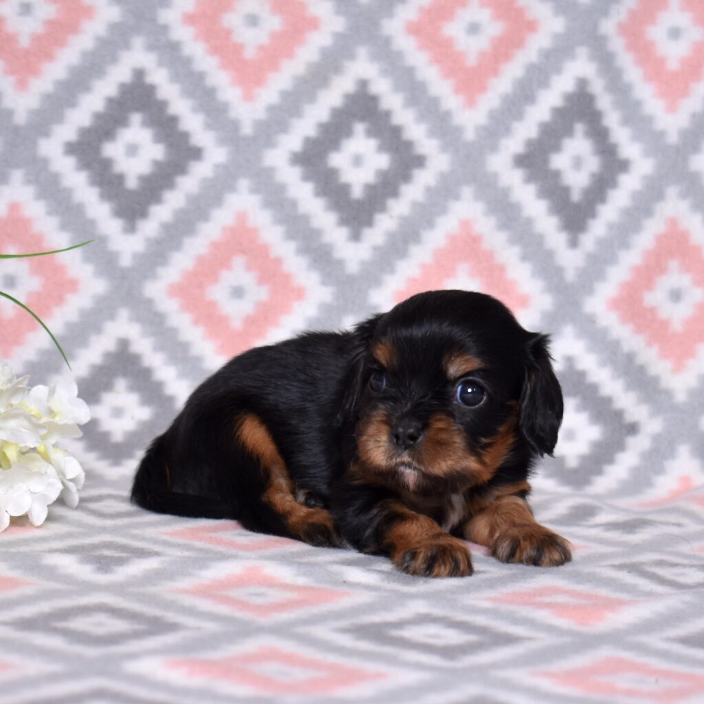 cavalier king charles spaniel puppies near me