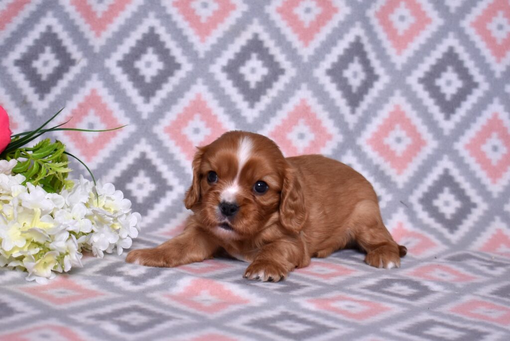 cavalier king charles spaniel puppy