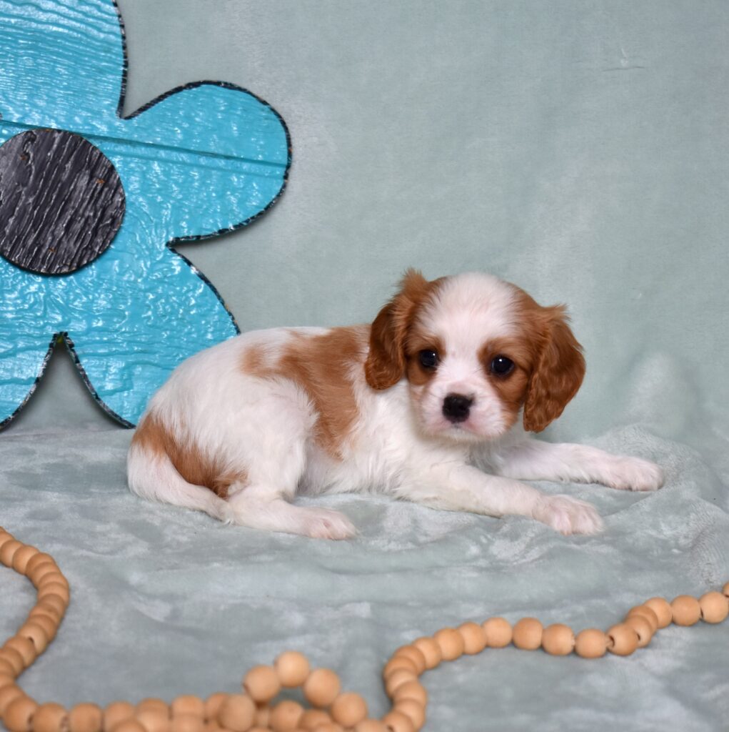 cavalier king charles spaniel puppy for sale
