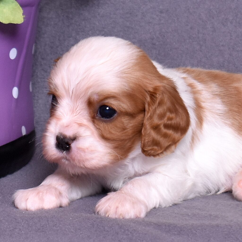 cavalier king charles spaniel puppy for sale