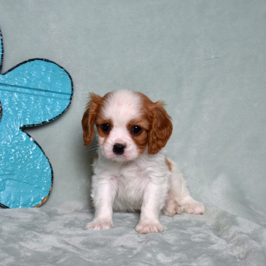 cavalier king charles spaniel puppy for sale in lancaster pa