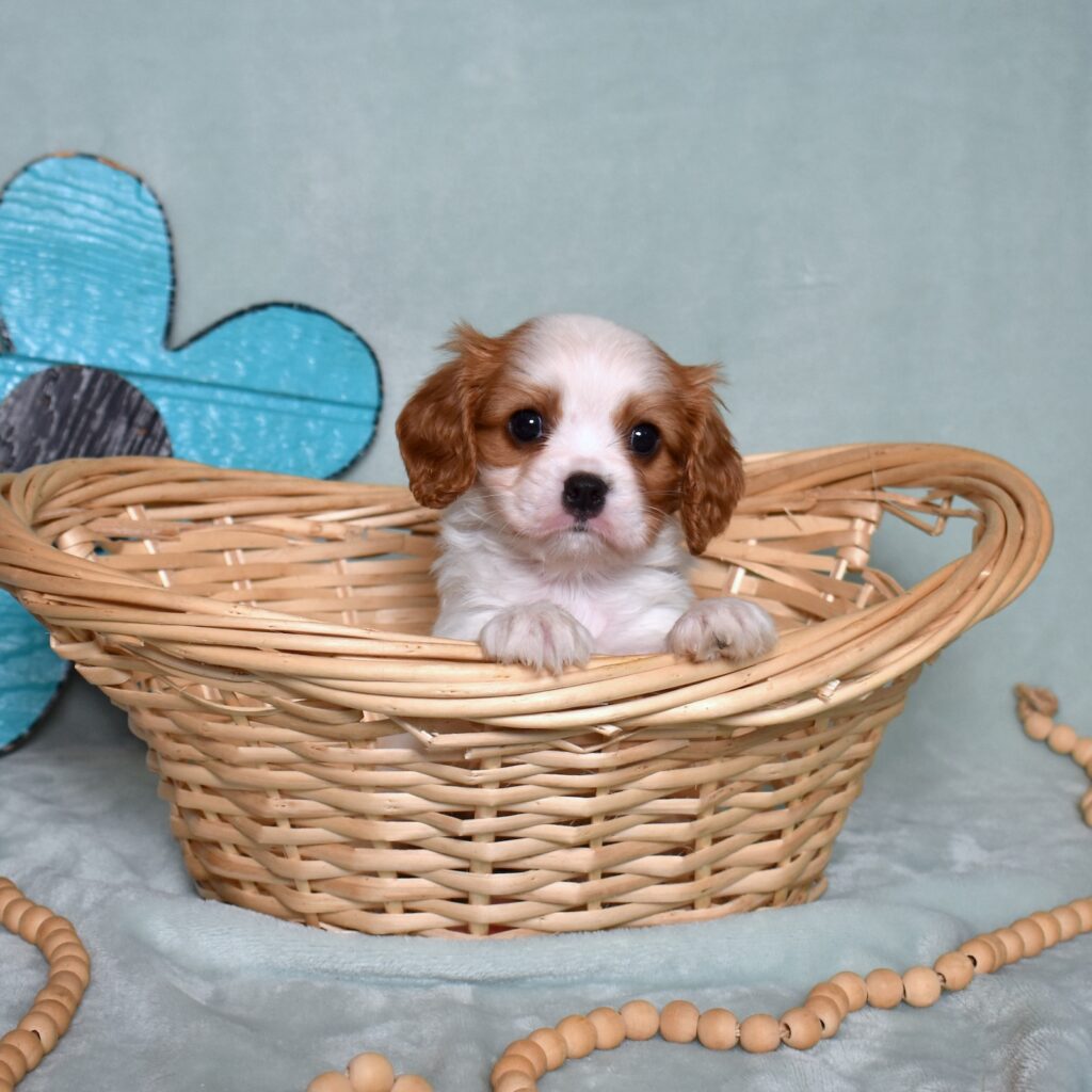cavalier king charles spaniel puppy for sale in pa