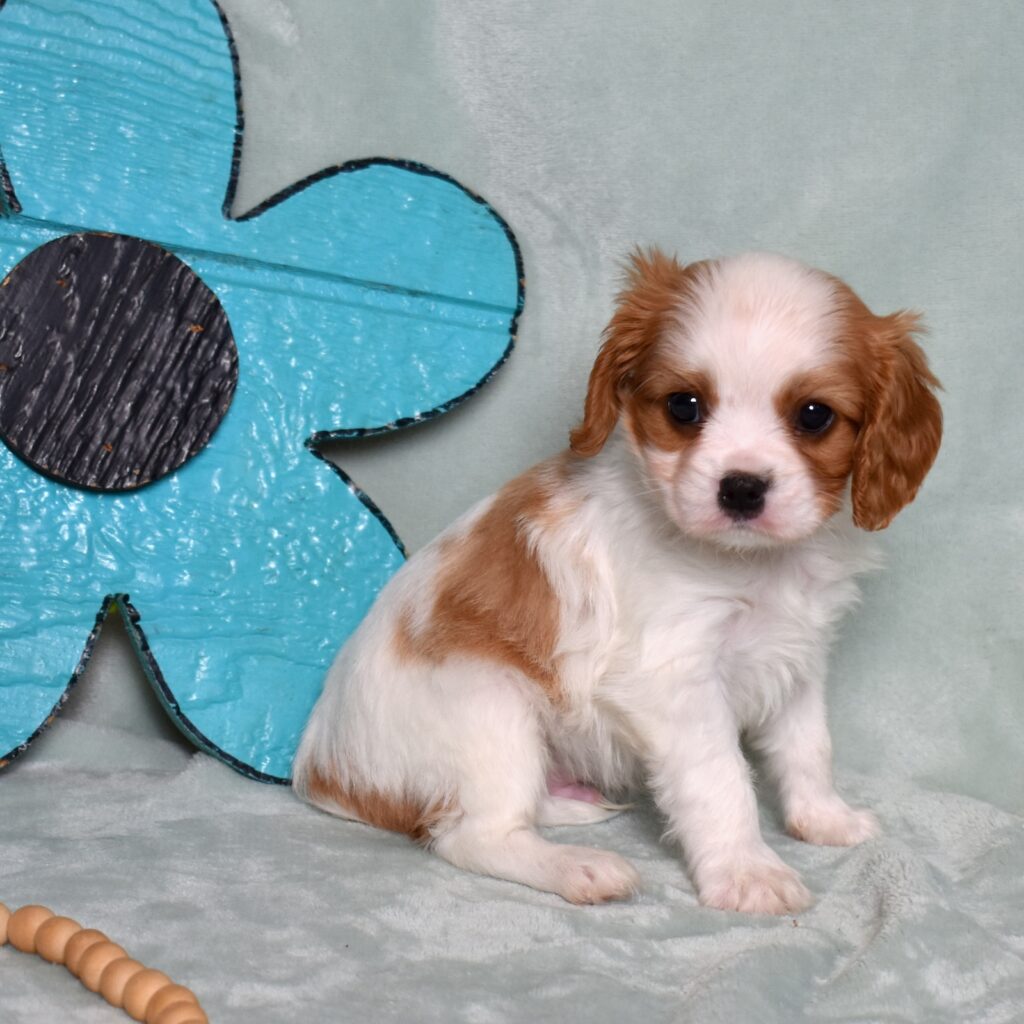 cavalier king charles spaniel puppy for sale lancaster pa