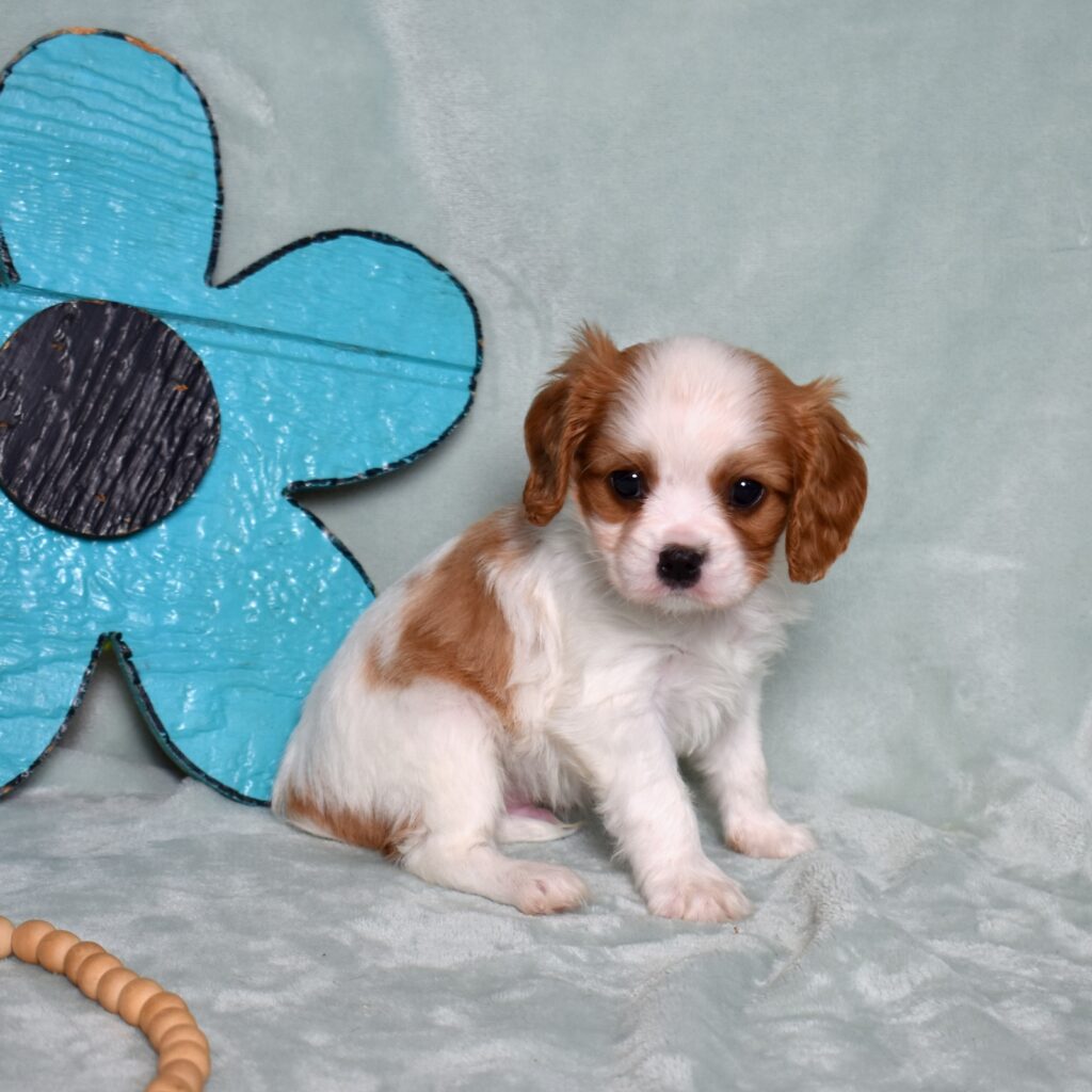 cavalier king charles spaniel puppy for sale near me