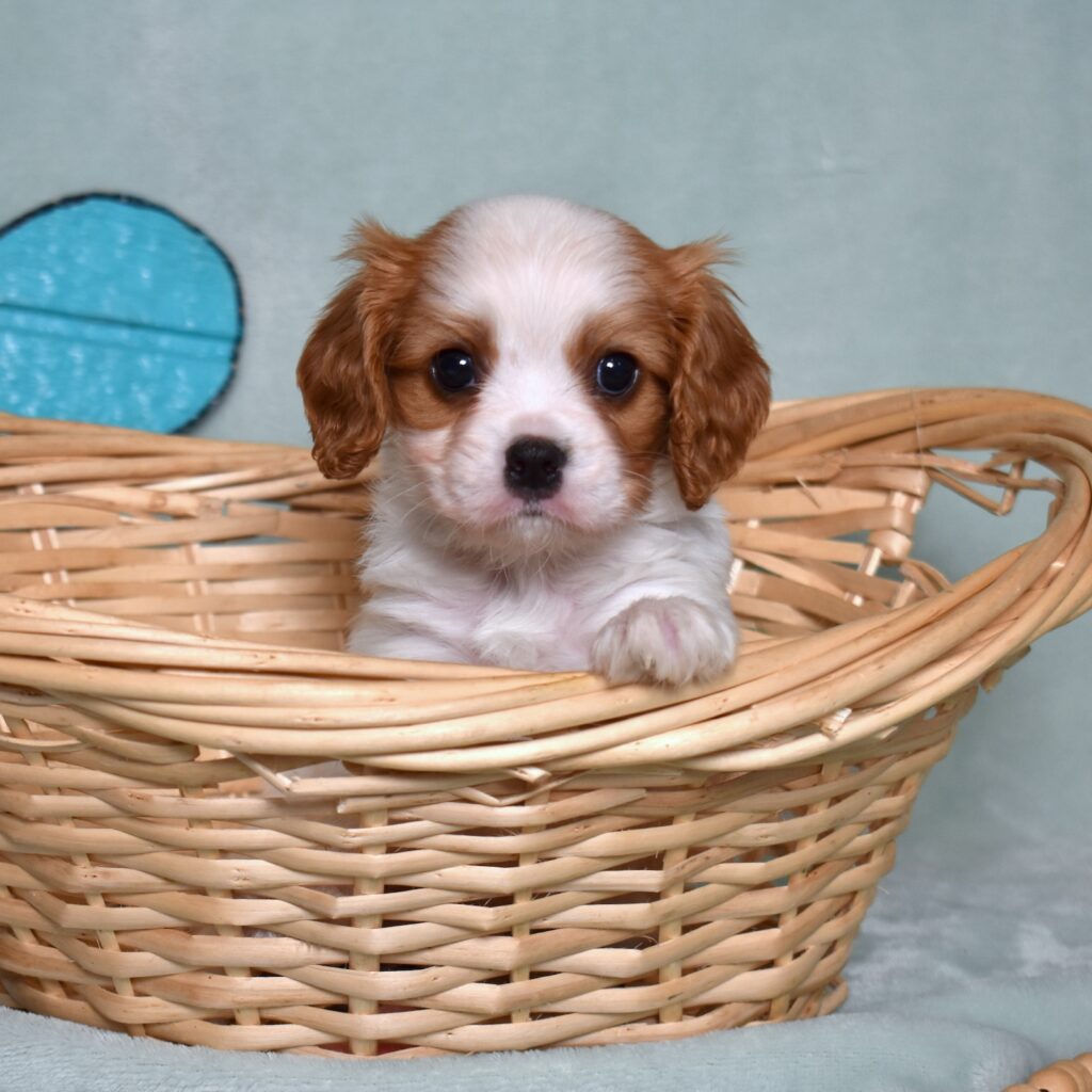 cavalier king charles spaniel puppy for sale new york