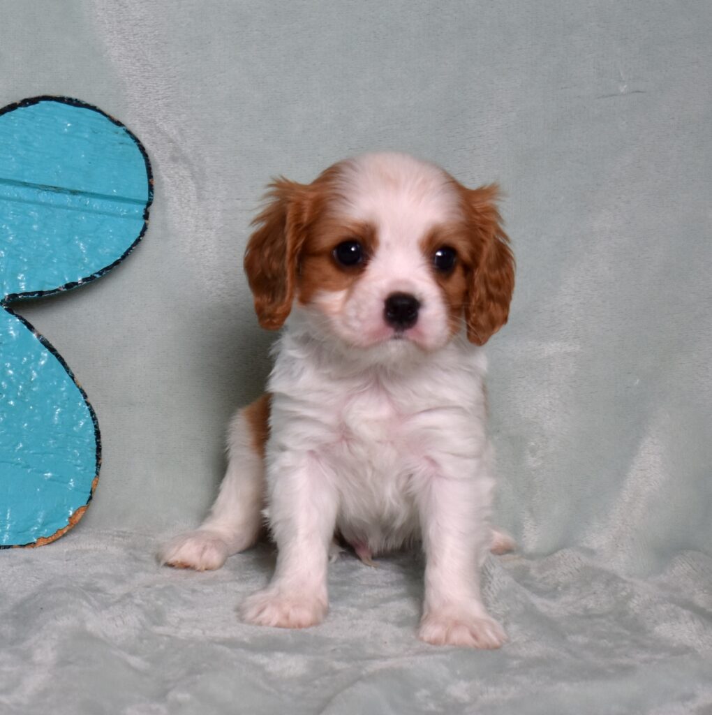 cavalier king charles spaniel puppy for sale pa