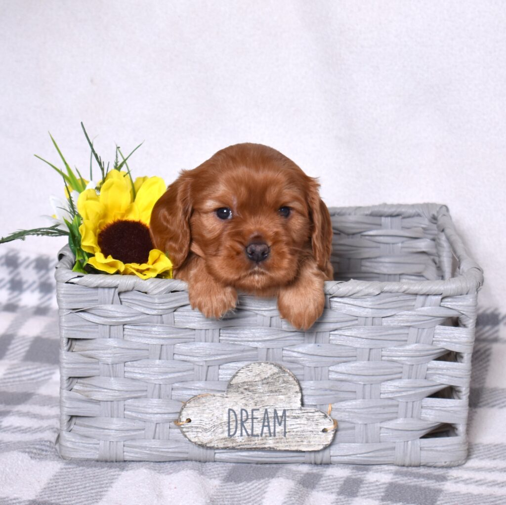 cavalier ruby spaniel