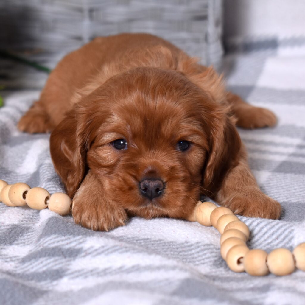 cavalier ruby spaniel breeder