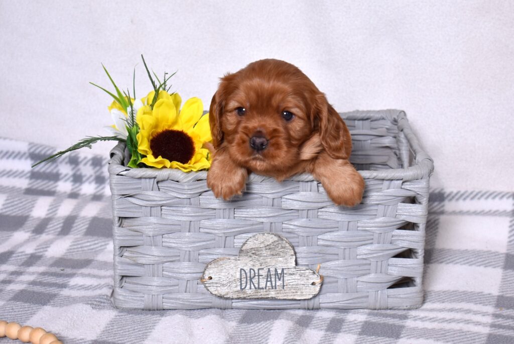 cavalier ruby spaniel lancaster pa