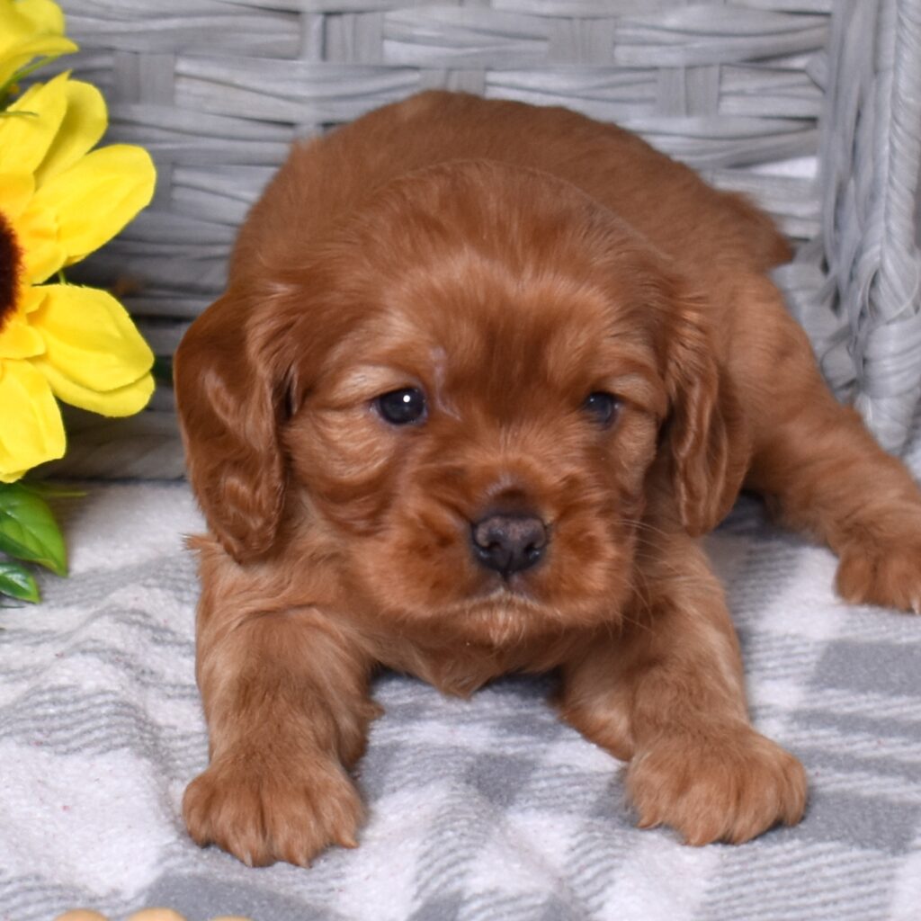 cavalier ruby spaniel puppies