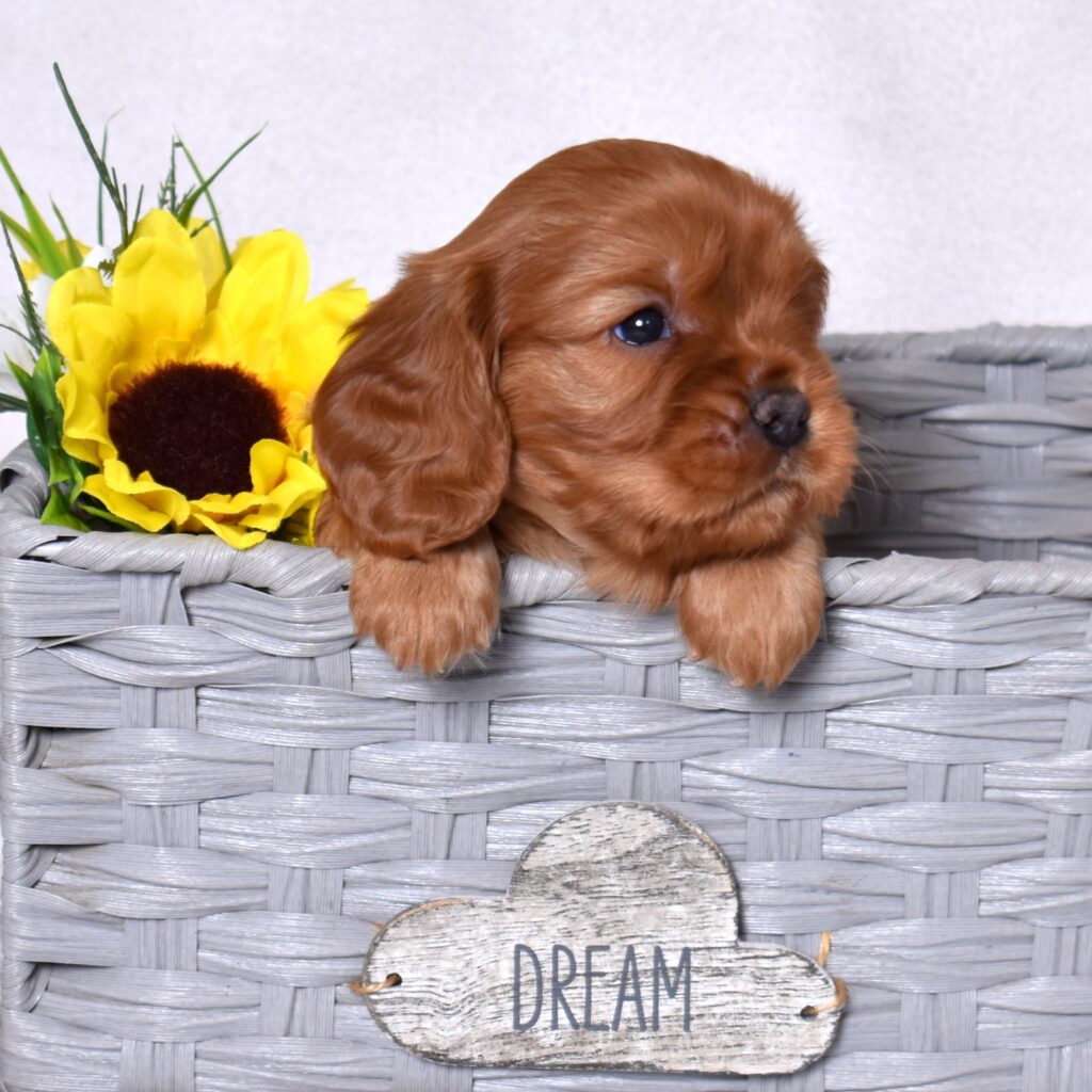 cavalier ruby spaniel puppy