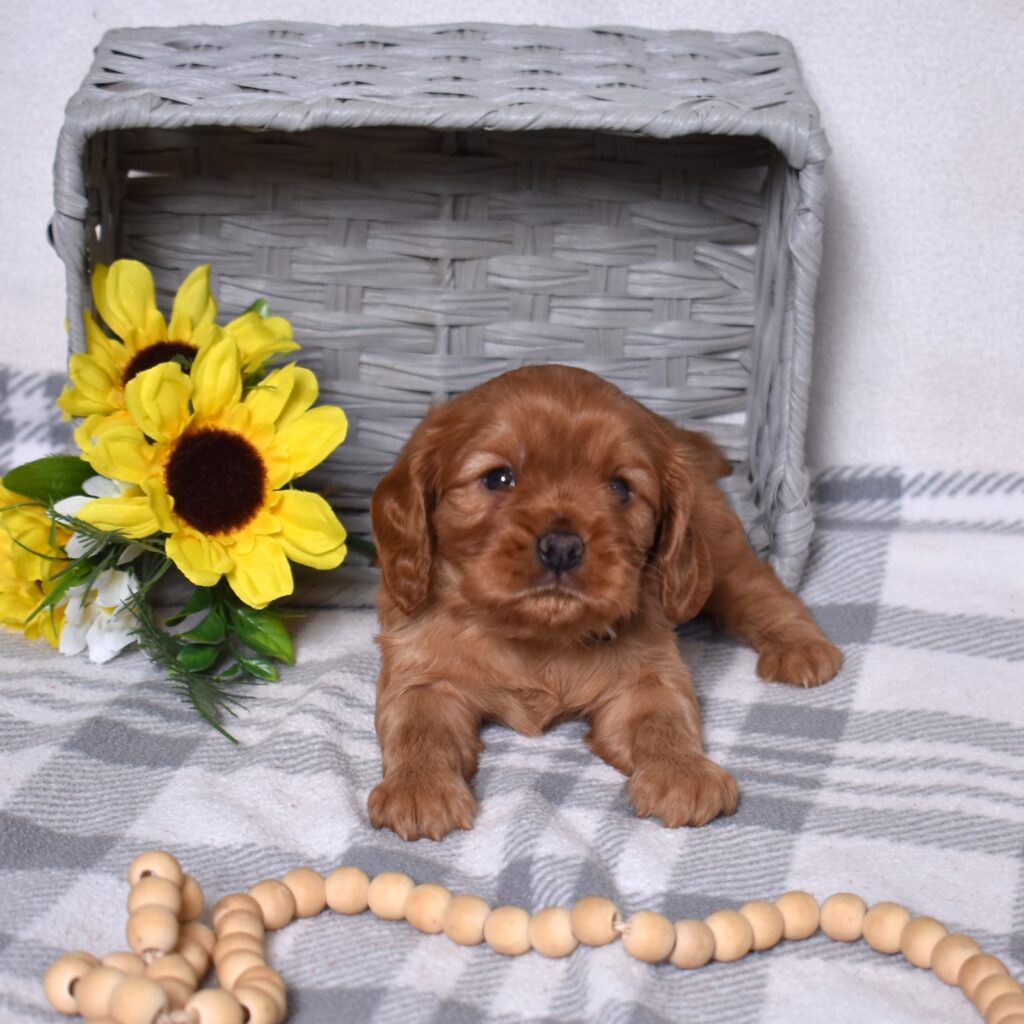cavalier ruby spaniel puppy for sale