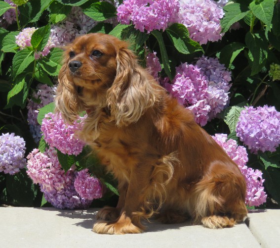 Adult Cavalier Janice
