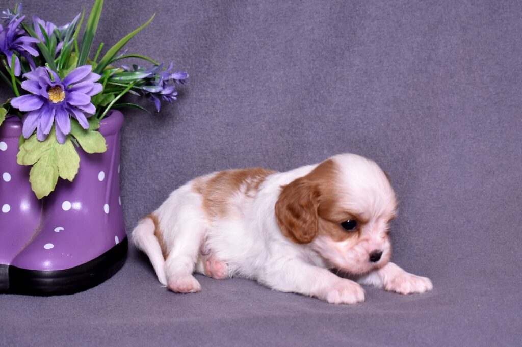 king charles cavalier poodle puppy
