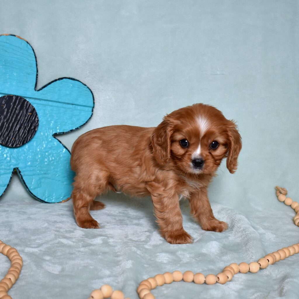 king charles cavalier puppies