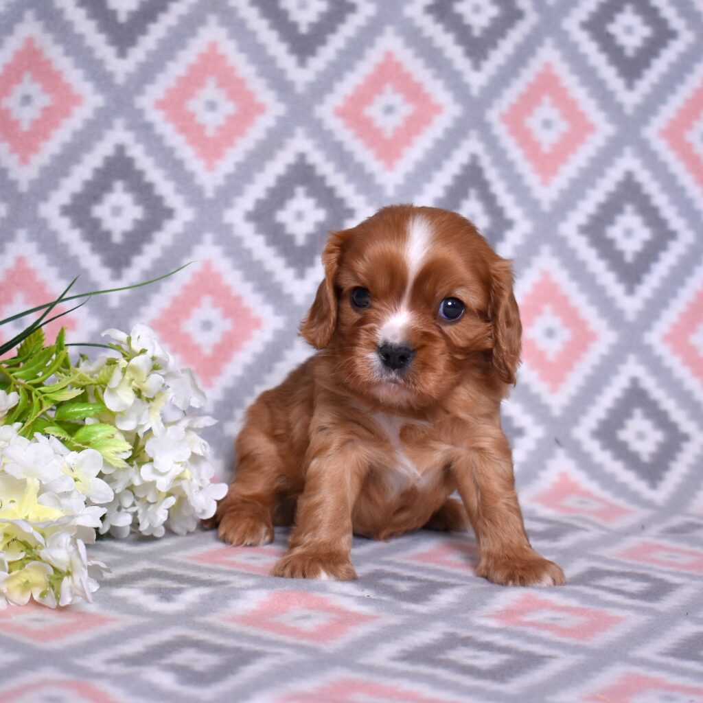 king charles cavalier puppies