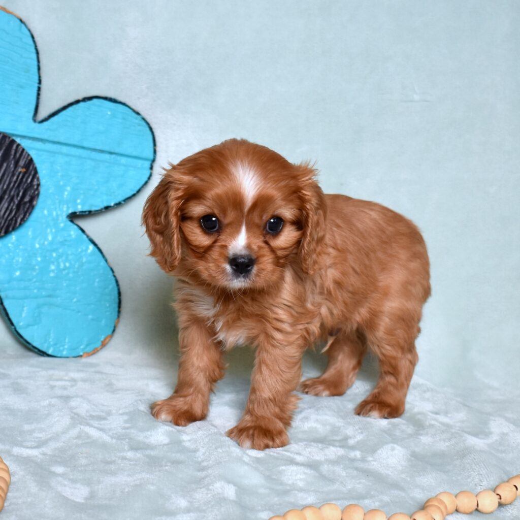king charles cavalier puppies breeder