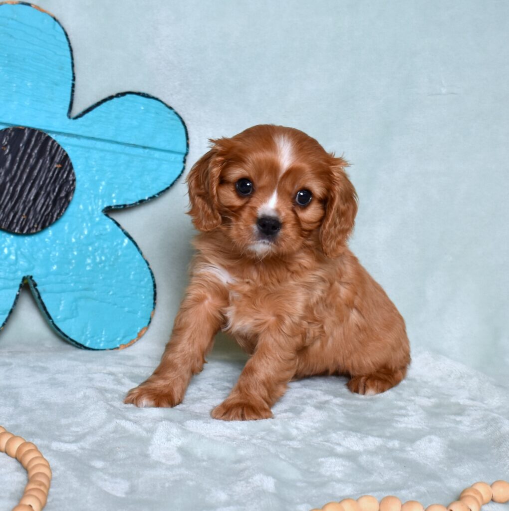 king charles cavalier puppies breeders