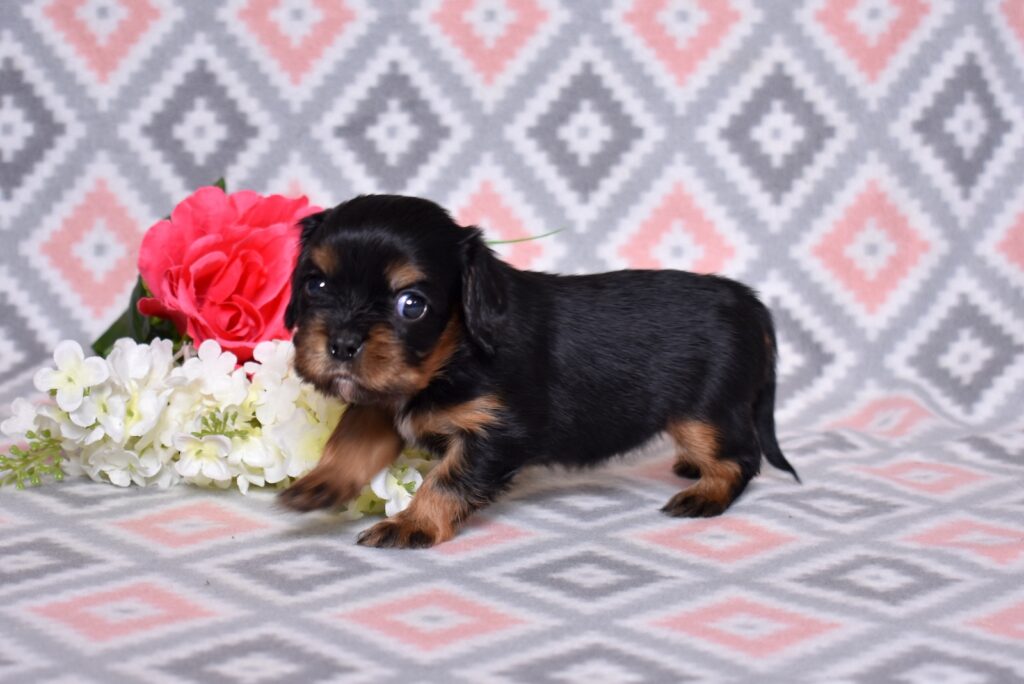 king charles cavalier puppies breeders