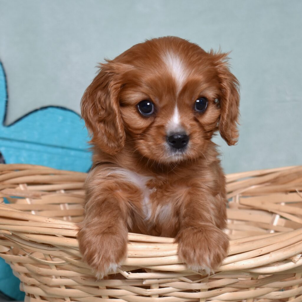 king charles cavalier puppies for sale