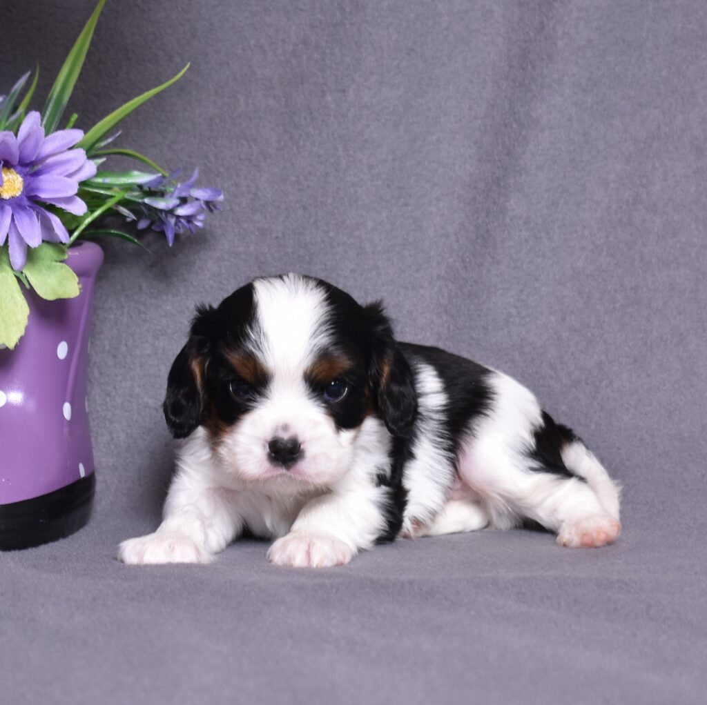 king charles cavalier puppies for sale