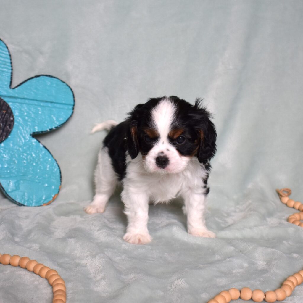 king charles cavalier puppies for sale near me