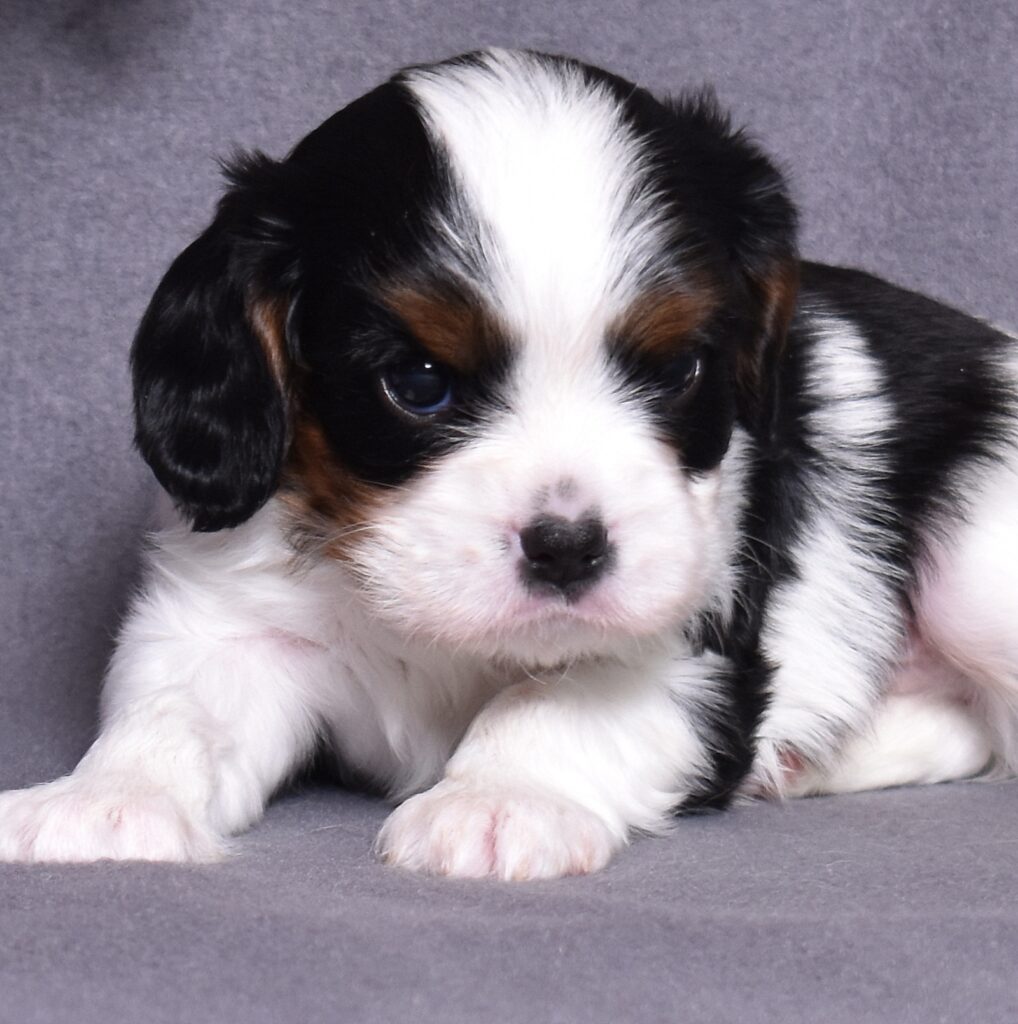 king charles cavalier puppies for sale near me