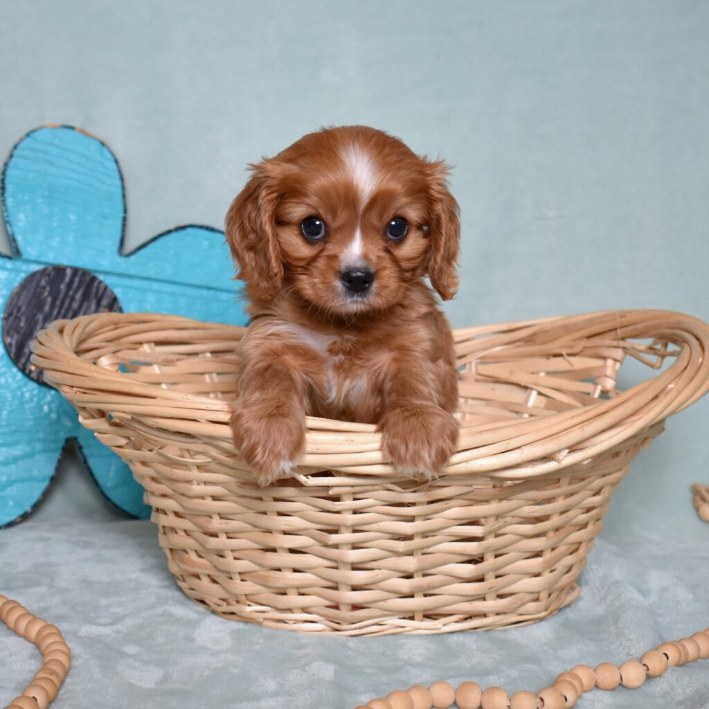 king charles cavalier puppies for sale near me