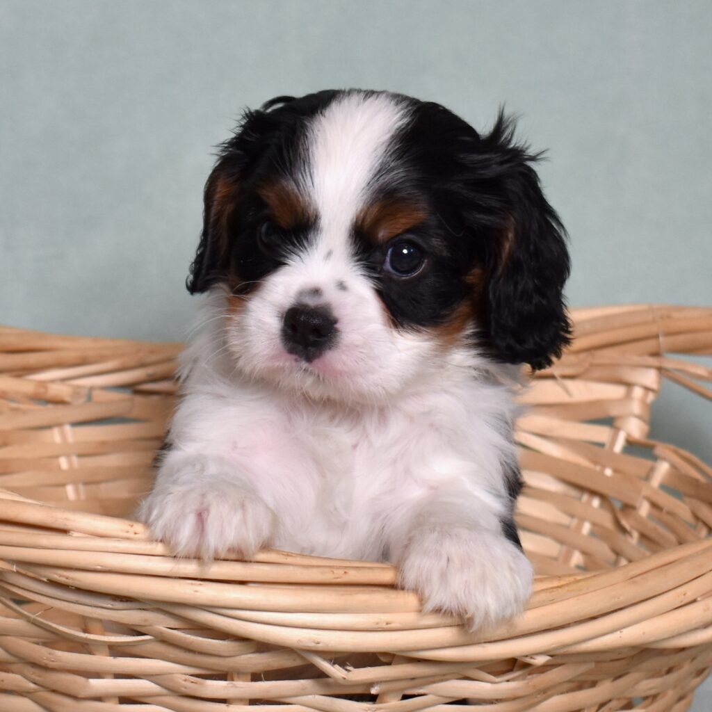 king charles cavalier puppies for sale near me in lancaster pa