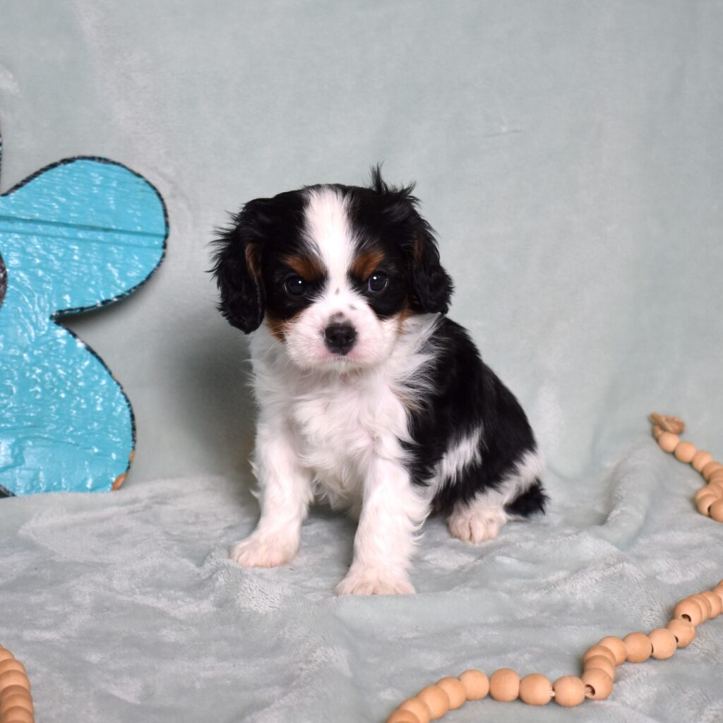 king charles cavalier puppies for sale near me in new york