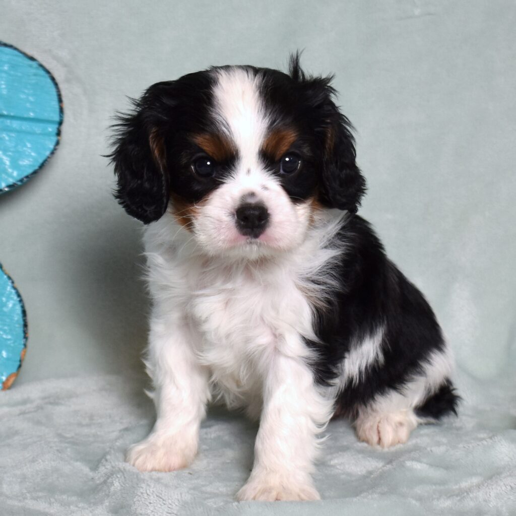 king charles cavalier puppies for sale near me in pa