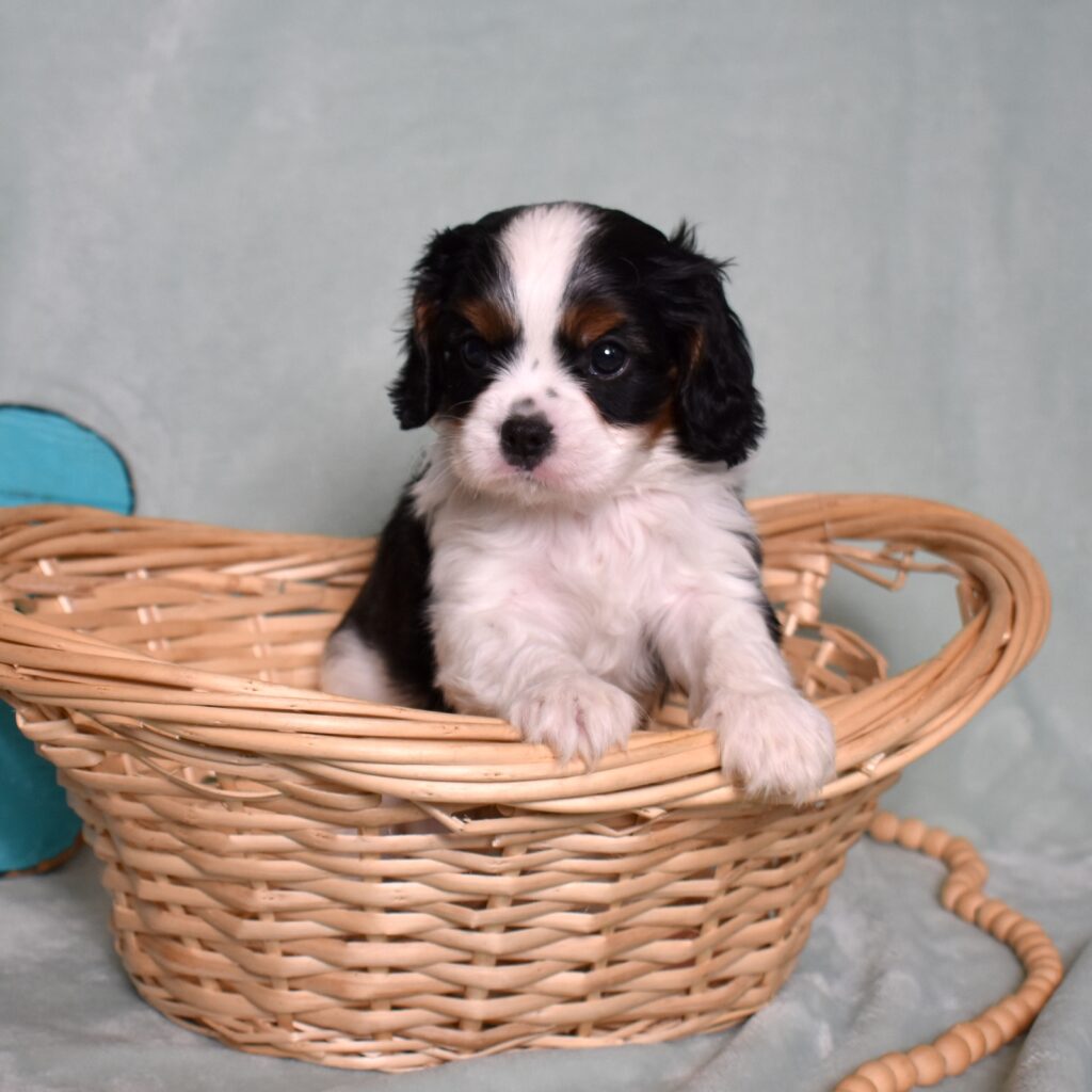 king charles cavalier puppies for sale near me lancaster