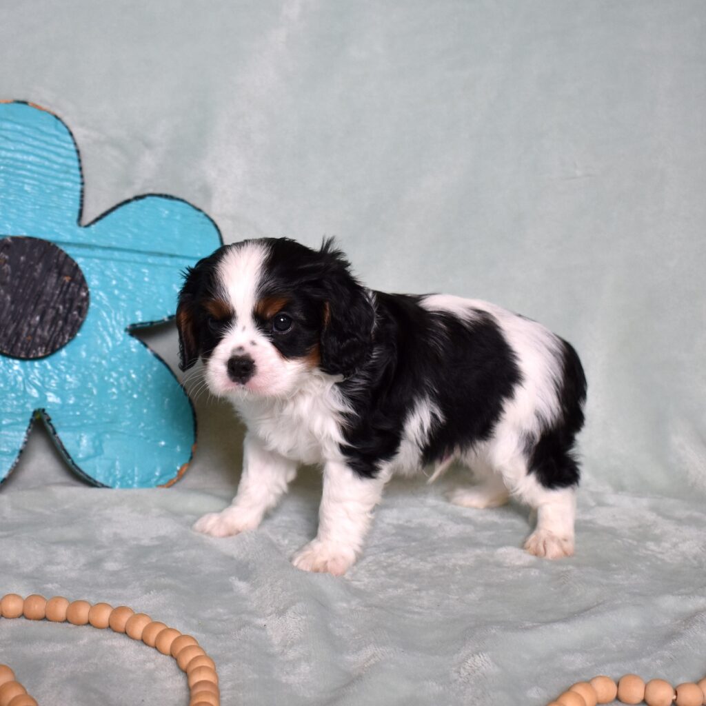 king charles cavalier puppies for sale near me lancaster pa