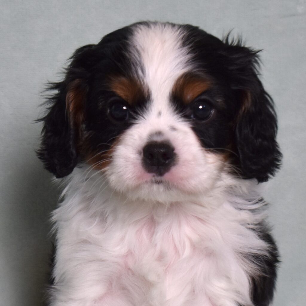 king charles cavalier puppies for sale near me new york