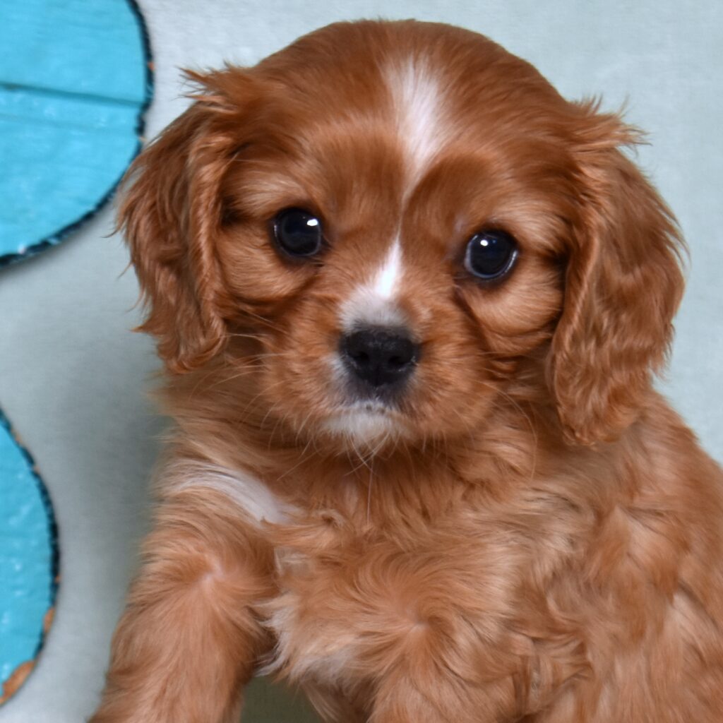 king charles cavalier puppies lancaster pa