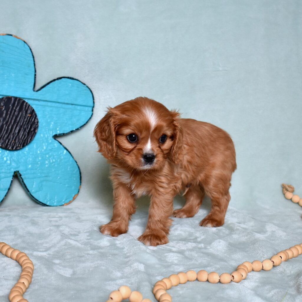 king charles cavalier puppies near me