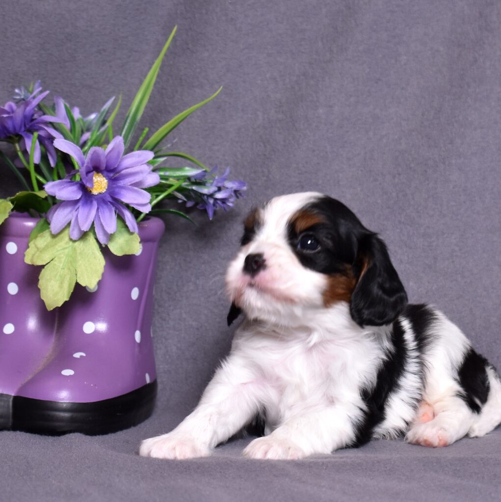 king charles cavalier puppies near me