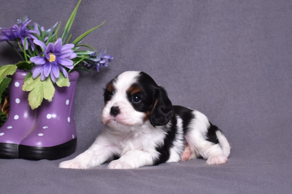 king charles cavalier puppy