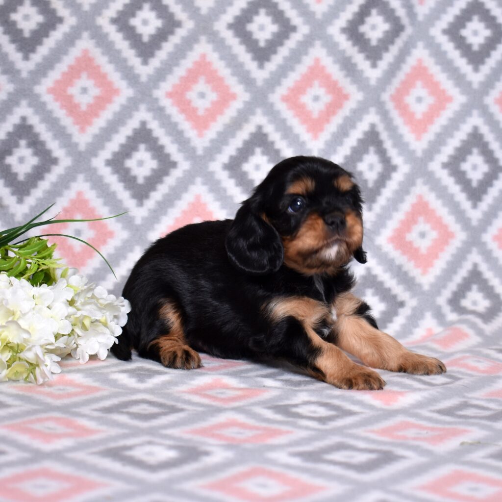 king charles cavalier spaniel puppy