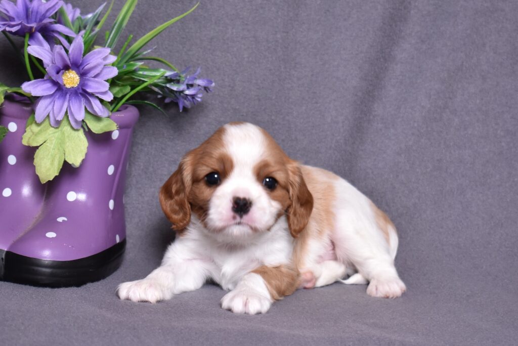 kings charles cavalier puppies