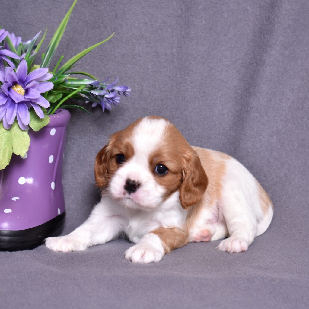 kings charles cavalier puppy