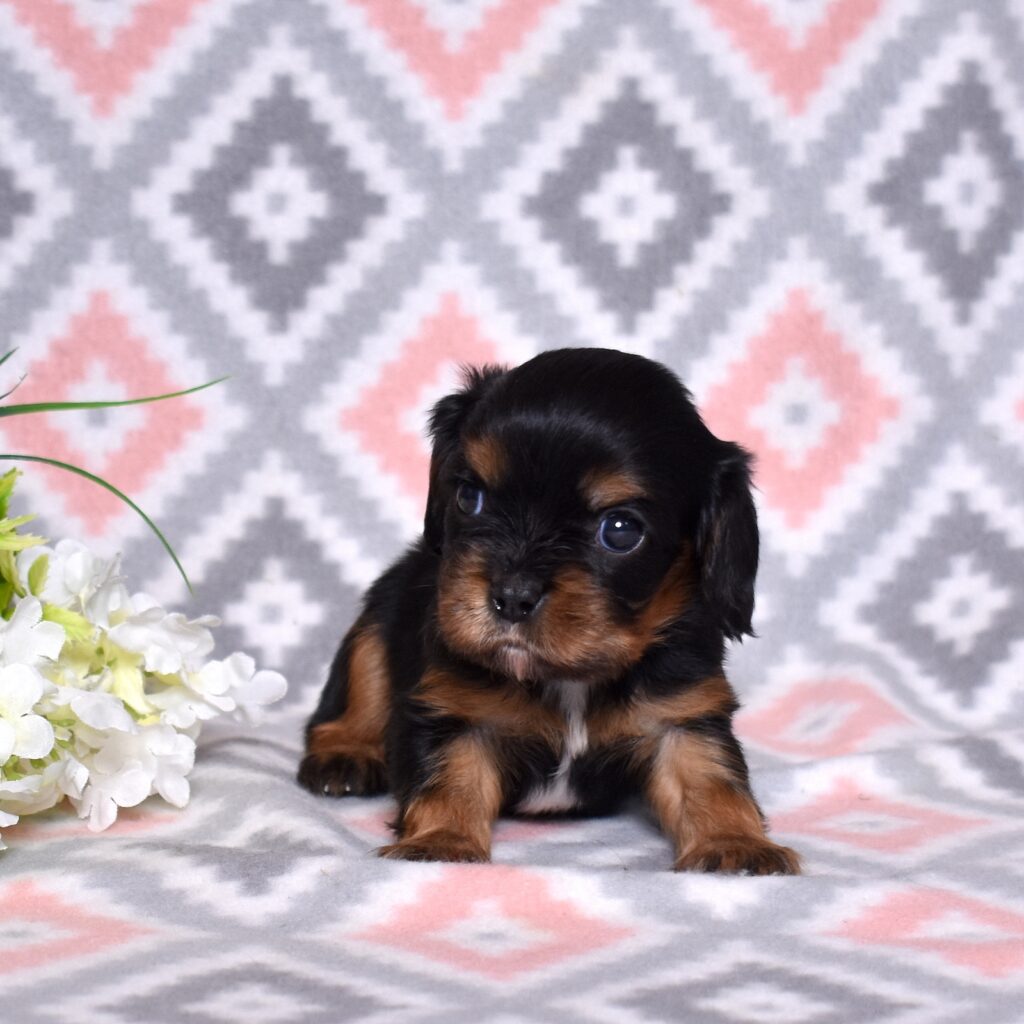 mini king charles cavalier puppies