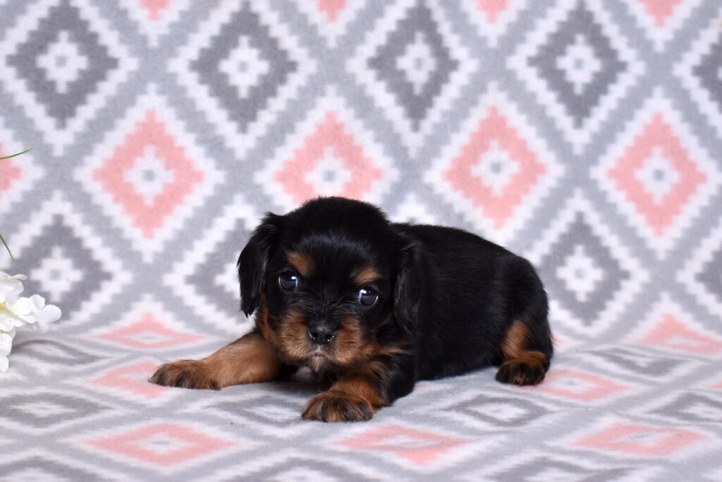 miniature king charles cavalier puppies