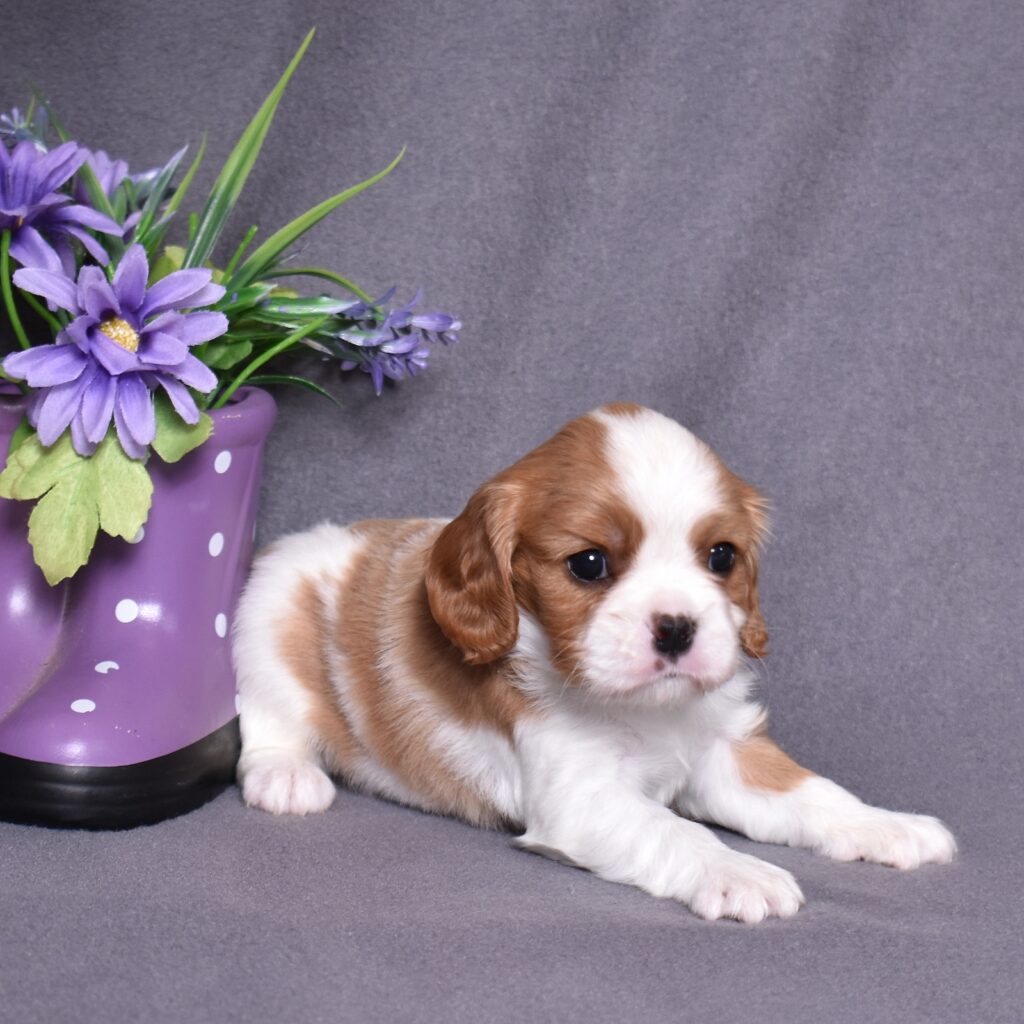 puppies cavalier king charles