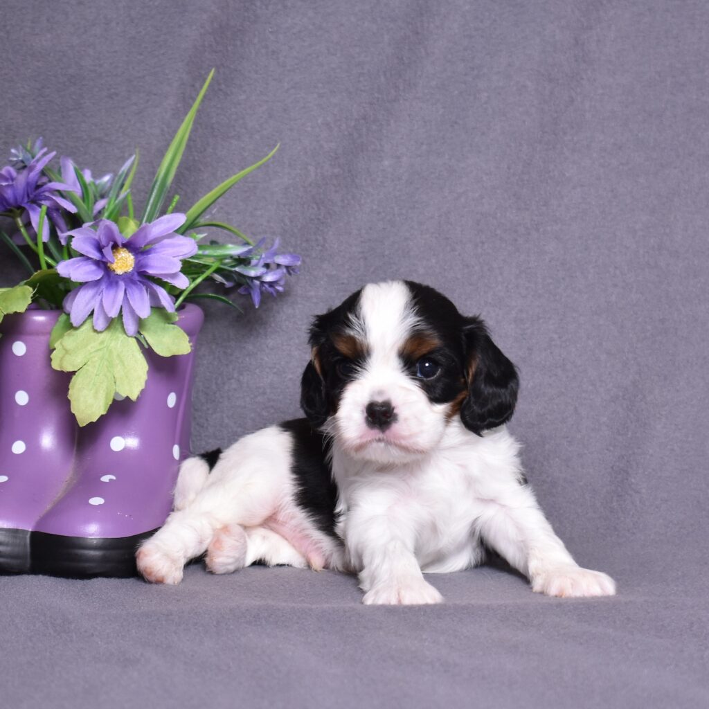 puppies for sale cavalier king charles