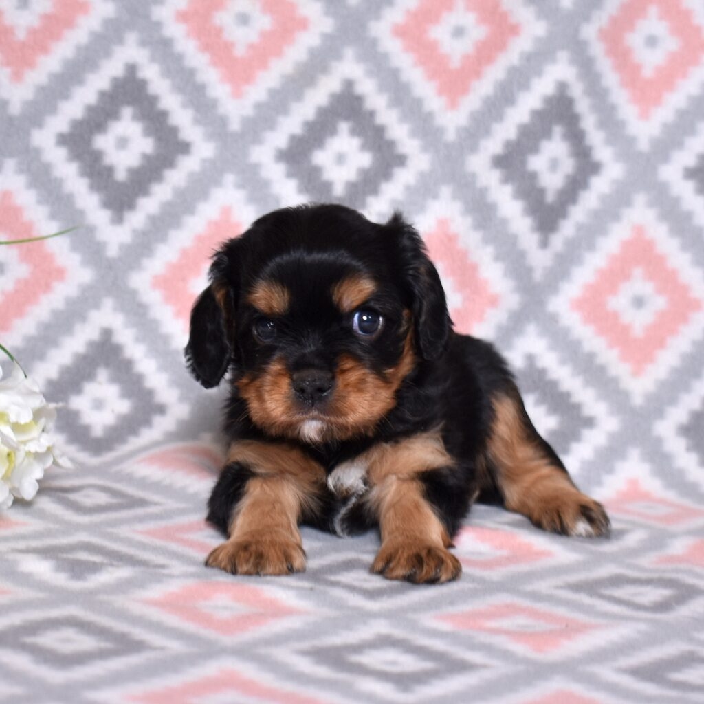 puppy king charles cavalier