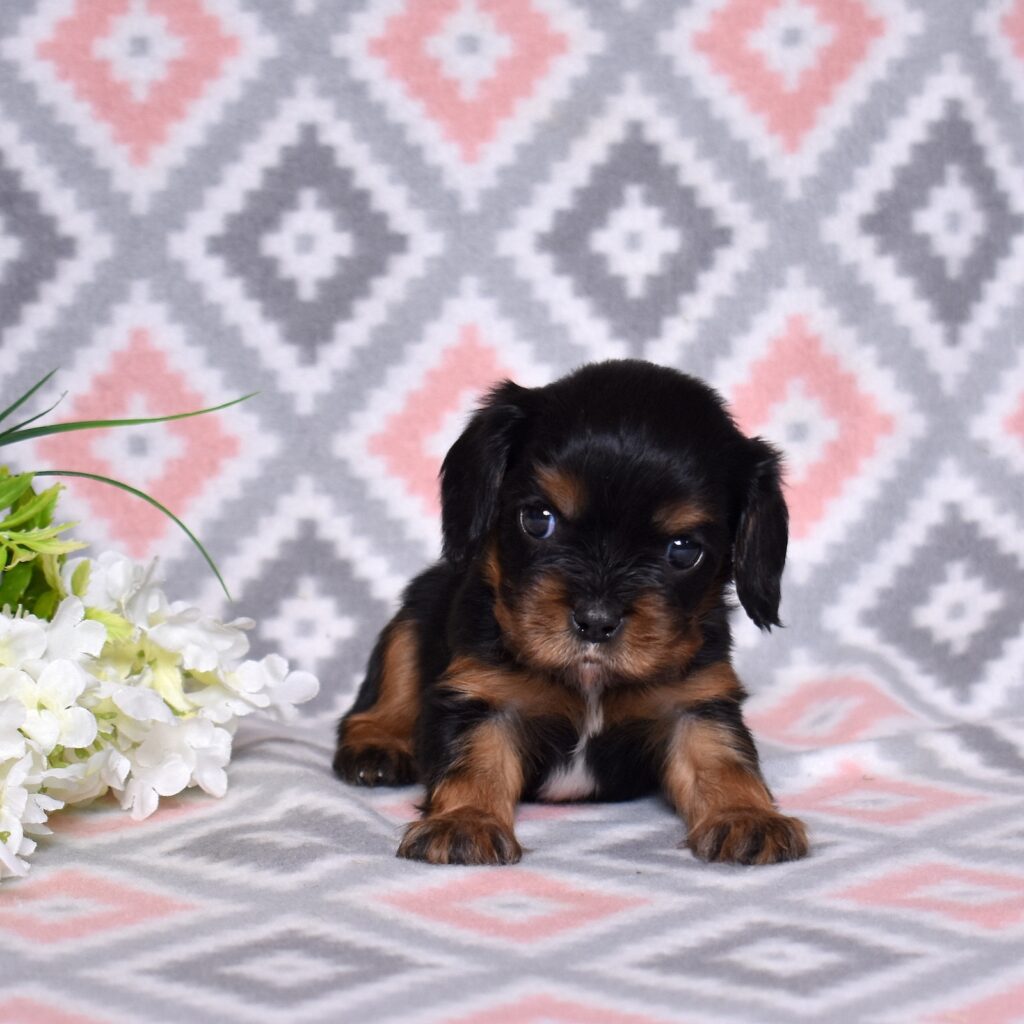 puppy king charles cavalier for sale