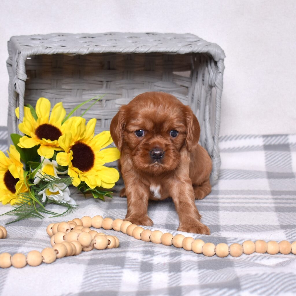 ruby cavalier king charles